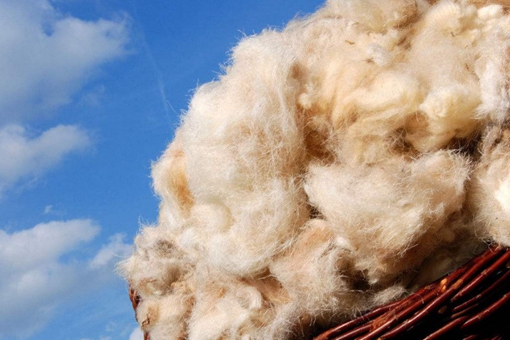 古代什么时候开始有棉花的?棉花没有普及之前靠什么过冬?