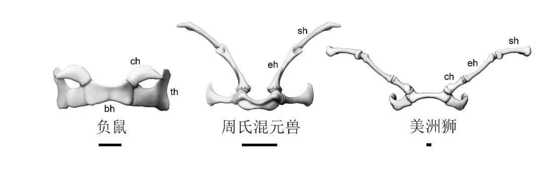 科学家发现混元兽是怎么回事?混元兽是什么兽揭秘 科学家发现混元兽是怎么回事?混元兽是什么兽揭秘