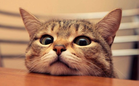 越南人为什么把十二生肖的兔换成了猫?