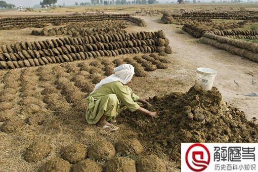 印度上千村民互扔牛粪送祝福 印度人为什么那么喜欢牛粪呢