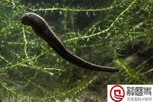 理发店的红白蓝旋转灯柱是怎么来的?揭秘理发店的起源 理发店的红白蓝旋转灯柱是怎么来的?揭秘理发店的起源