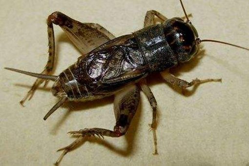 古代人有养宠物的习惯么?古代人都养什么宠物? 古代人有养宠物的习惯么?古代人都养什么宠物?