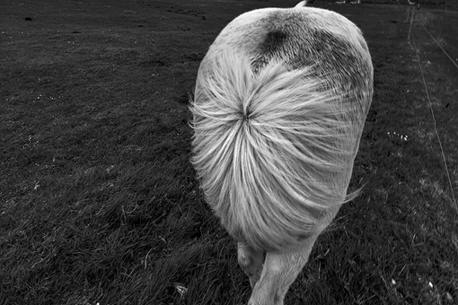 古代南方马为什么没北方马好?三国时期东吴的马都是从哪来的?