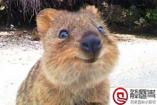 短尾矮袋鼠遇到危险扔孩子?短尾矮袋鼠扔孩子是真的吗?