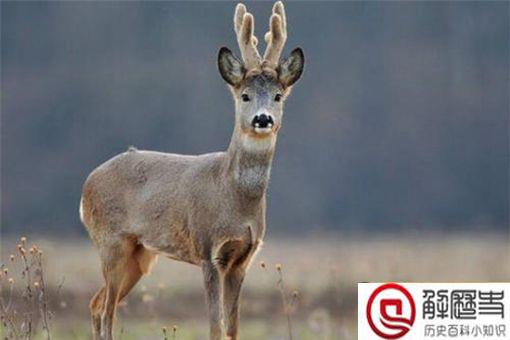 傻狍子的狍子是啥 傻狍子为什么叫傻狍子