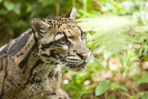 盘点那些中国很有特色但是已经灭绝的动物,新疆虎白暨豚滇池蝾螈等等在列