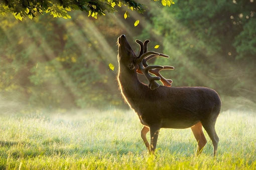鹿肉为什么没有像猪牛羊肉那样成为人类的传统肉食呢?