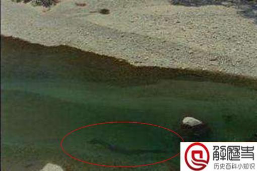 卫星拍到的真龙 青海湖发现一条真龙是真的吗?