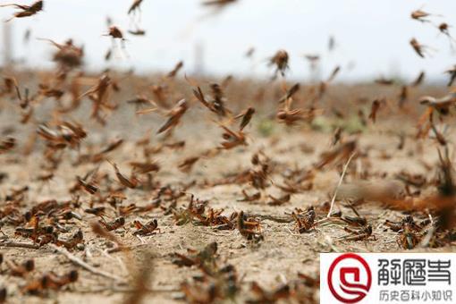抓蝗虫的人比蝗虫还多是怎么回事?