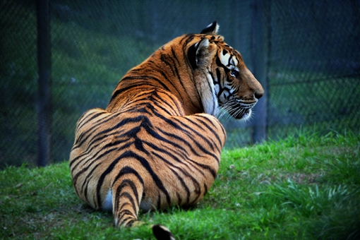 三百年前的四川与重庆上万只华南虎下山吃人事件揭秘