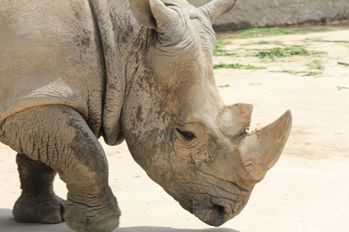 盘点那些中国很有特色但是已经灭绝的动物,新疆虎白暨豚滇池蝾螈等等在列