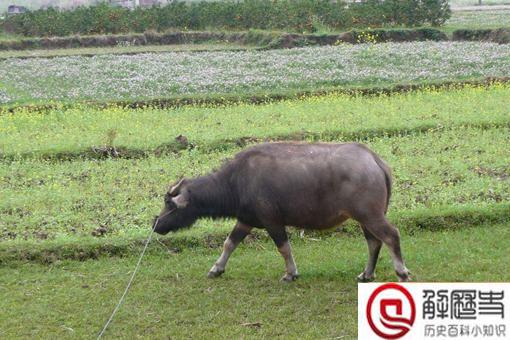 说大话为什么叫吹牛?吹牛有什么典故?