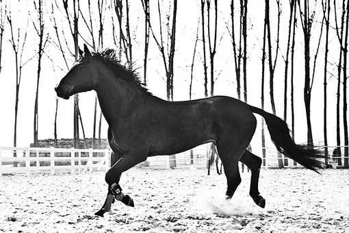 古代南方马为什么没北方马好?三国时期东吴的马都是从哪来的?