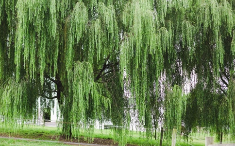 前不栽桑,后不栽柳什么意思?有着怎样的讲究?