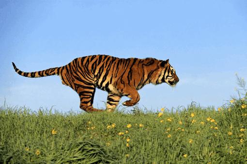 盘点那些中国很有特色但是已经灭绝的动物,新疆虎白暨豚滇池蝾螈等等在列