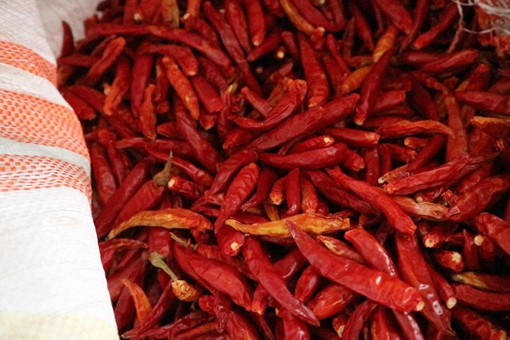 人为什么喜欢吃辣味?辣椒是如何征服人类味蕾的 人为什么喜欢吃辣味?辣椒是如何征服人类味蕾的