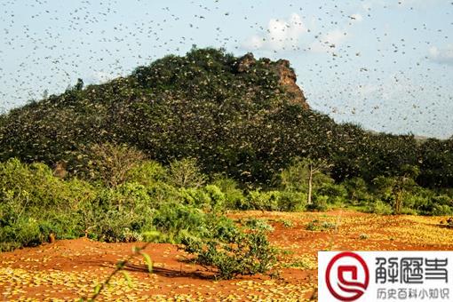 抓蝗虫的人比蝗虫还多是怎么回事?