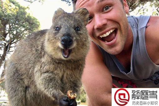 短尾矮袋鼠遇到危险扔孩子?短尾矮袋鼠扔孩子是真的吗?