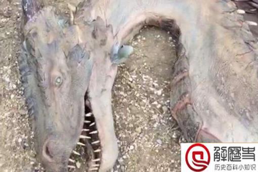 卫星拍到的真龙 青海湖发现一条真龙是真的吗?