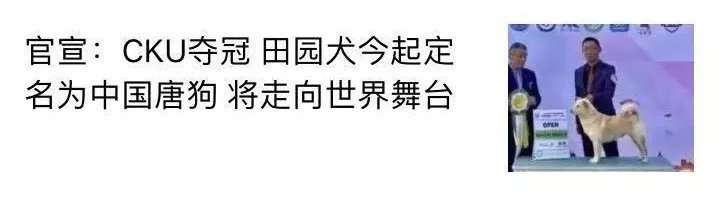 唐狗到底是什么狗?其实唐狗和中华田园犬并无关系 唐狗到底是什么狗?其实唐狗和中华田园犬并无关系