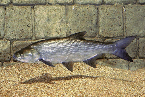 为什么四大家鱼里没鲫鱼和鲤鱼?真的是因为和唐朝皇帝的姓有关吗? 为什么四大家鱼里没鲫鱼和鲤鱼?真的是因为和唐朝皇帝的姓有关吗?