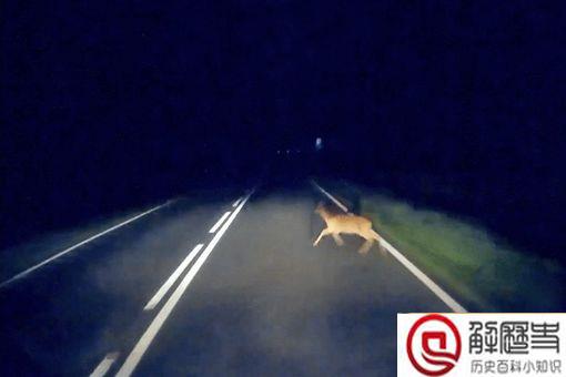 傻狍子的狍子是啥 傻狍子为什么叫傻狍子