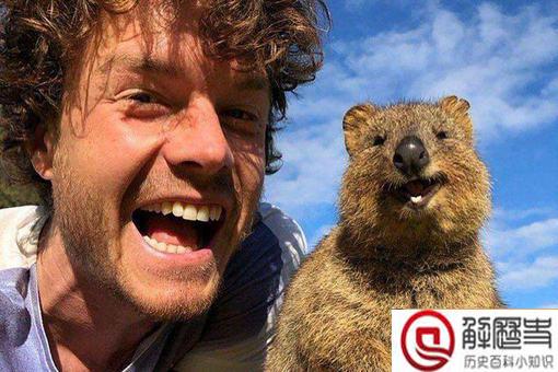 短尾矮袋鼠遇到危险扔孩子?短尾矮袋鼠扔孩子是真的吗?