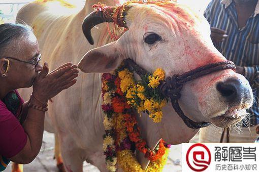 印度上千村民互扔牛粪送祝福 印度人为什么那么喜欢牛粪呢