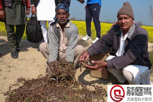 2017山东蝗灾被吃光了是真的吗?