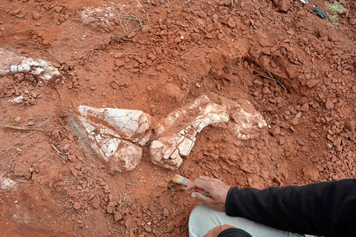 巨型恐龙遗骸出土是怎么回事?是什么地方出土的是什么品种揭秘