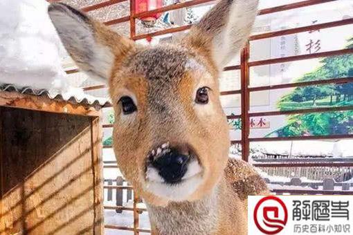 东北四大神兽分别是啥 东北四大神兽大马猴子是什么 东北四大神兽分别是啥 东北四大神兽大马猴子是什么