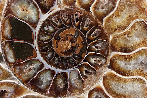 盘点那些中国很有特色但是已经灭绝的动物,新疆虎白暨豚滇池蝾螈等等在列