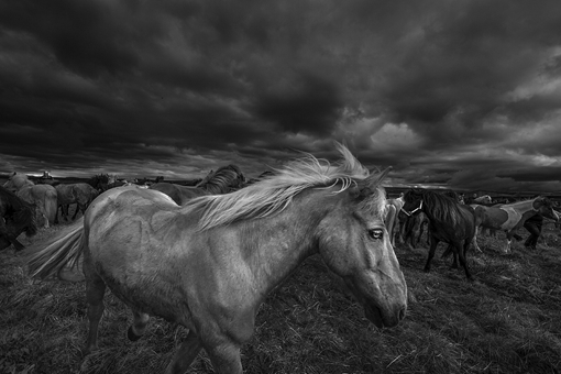 古代南方马为什么没北方马好?三国时期东吴的马都是从哪来的?