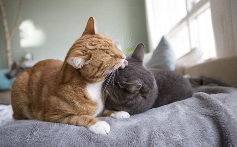 越南人为什么把十二生肖的兔换成了猫?