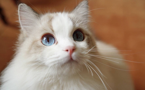 中国人为什么不吃猫肉? 中国人为什么不吃猫肉?