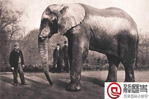 一只大象被判处了绞刑?这是怎么一回事呢?