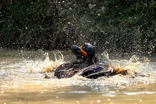 斗鸡在中国已有上千年历史 古人除了斗鸡还玩什么? 斗鸡在中国已有上千年历史 古人除了斗鸡还玩什么?