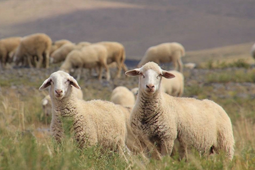 古代皇帝后宫佳丽三千,是如何挑选哪位嫔妃侍寝的? 古代皇帝后宫佳丽三千,是如何挑选哪位嫔妃侍寝的?