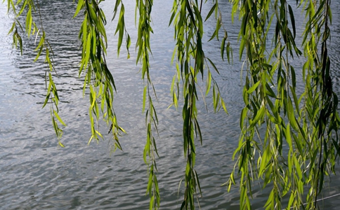 前不栽桑,后不栽柳什么意思?有着怎样的讲究?