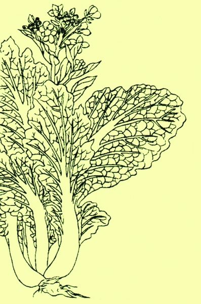 古代的北方人冬天都吃什么菜? 古代的北方人冬天都吃什么菜?