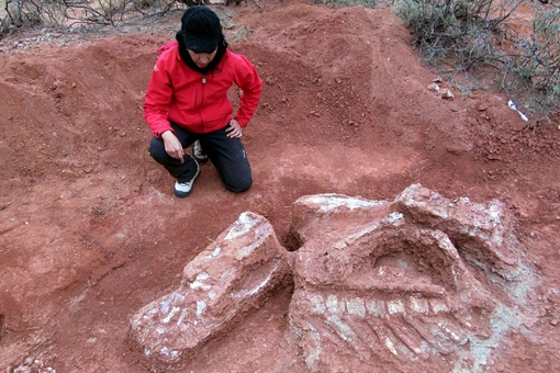 巨型恐龙遗骸出土是怎么回事?是什么地方出土的是什么品种揭秘