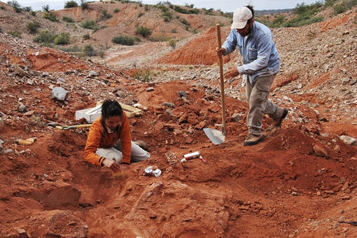 巨型恐龙遗骸出土是怎么回事?是什么地方出土的是什么品种揭秘