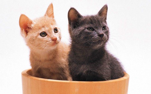 越南人为什么把十二生肖的兔换成了猫?