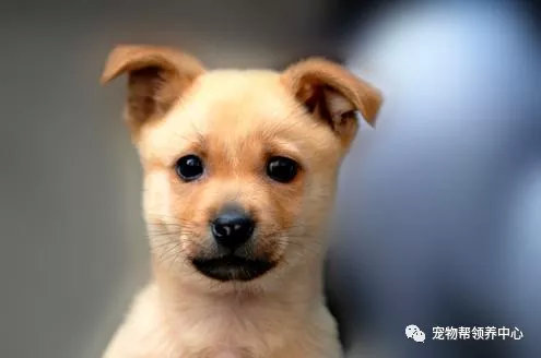 唐狗到底是什么狗?其实唐狗和中华田园犬并无关系 唐狗到底是什么狗?其实唐狗和中华田园犬并无关系