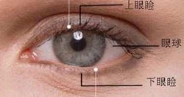 眼睑是哪里
