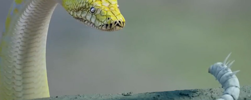 冰蚕大战千年大蛇是什么电视