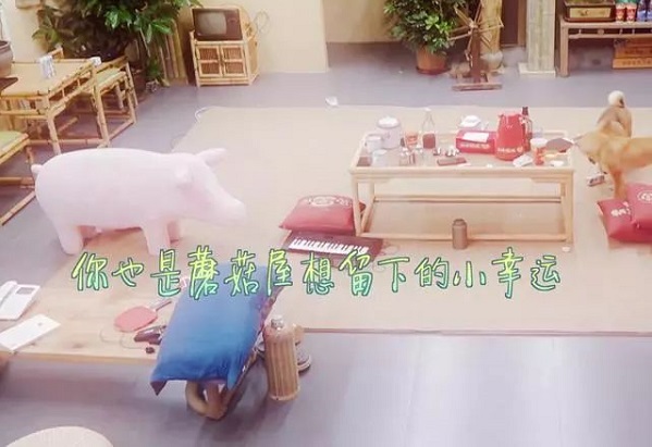 向往的生活猪是谁送的