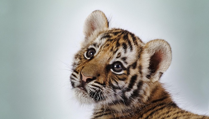 小脑斧是什么意思