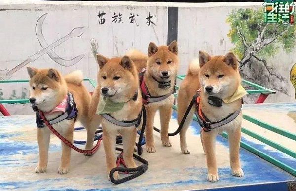 向往的生活3每周几播出