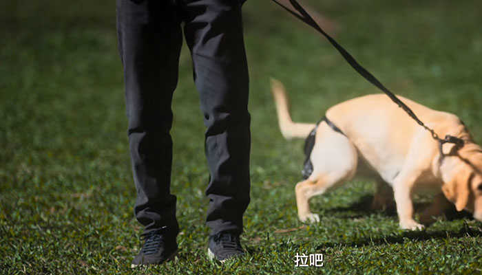 任达华和小Q的电影叫什么